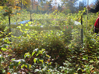 Small fenced enclosure 