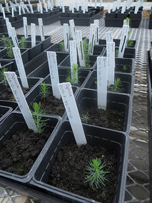 Red spruce seedlings in a greenhouse 