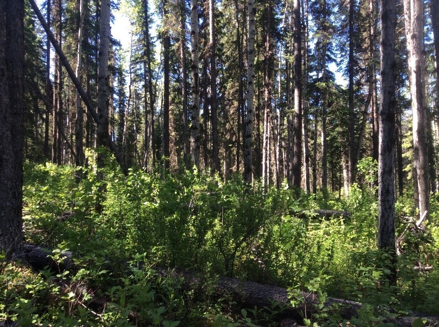 John Prince Research Forest dense trees.