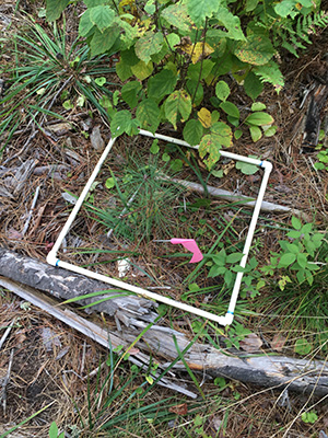 Ponderosa pine planted in the transition plots at the Chippewa National Forest ASCC Site in MN. 