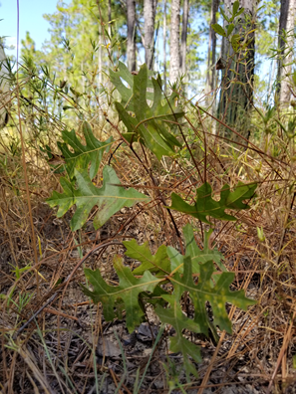 Turkey oak seedling planted in the transition treatment at the Jones Center