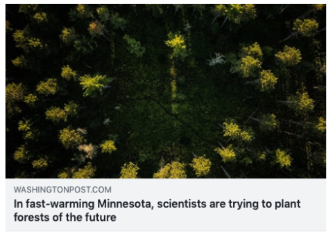 Washington Post - Scientists are trying to save Minnesota’s North Woods forest from climate change