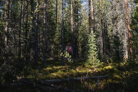 Photo of forester standing at site. Photo credit: Field Peterson