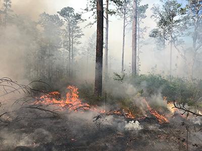 Prescribed fire in an ASCC transition plot at The Jones Center; Photo Credit: Seth Bigelow, The Jones Center at Ichauway