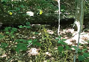 owned and dead sugar maple log being prepared for deployment of sensor array; Photo Credit: Chris Woodall 