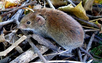 Southern red-backed vole